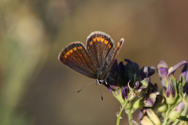 Tutti Polyommatus icarus M e F ???